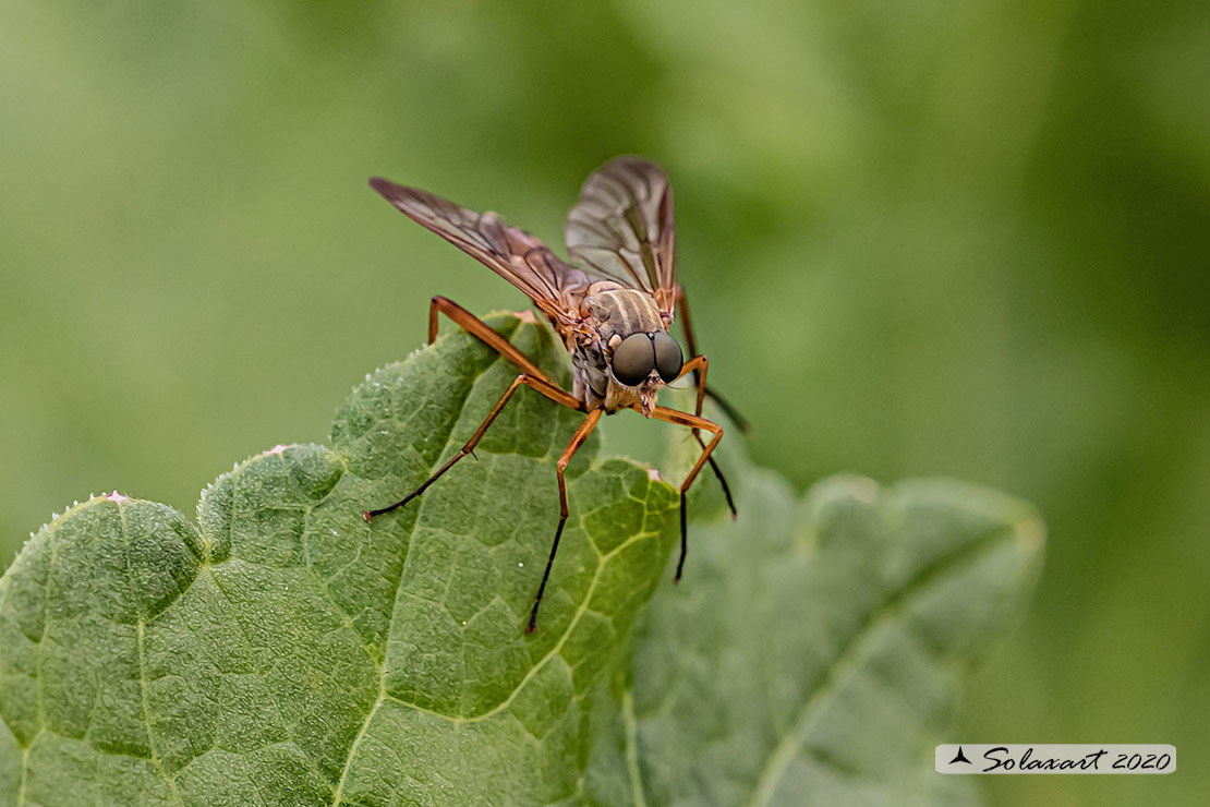 Rhagio montanus F