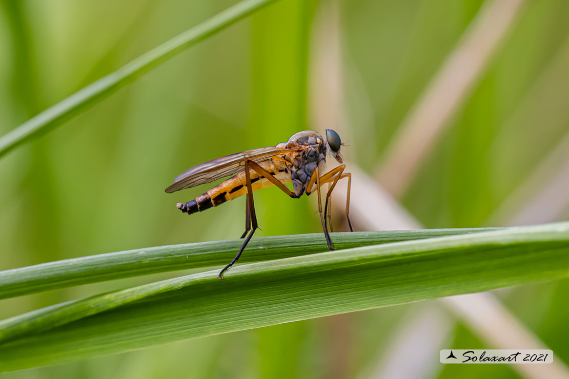 Rhagio montanus F