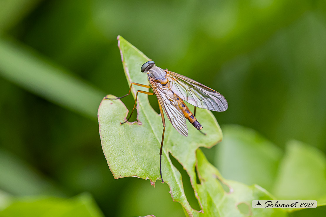 Rhagio montanus F