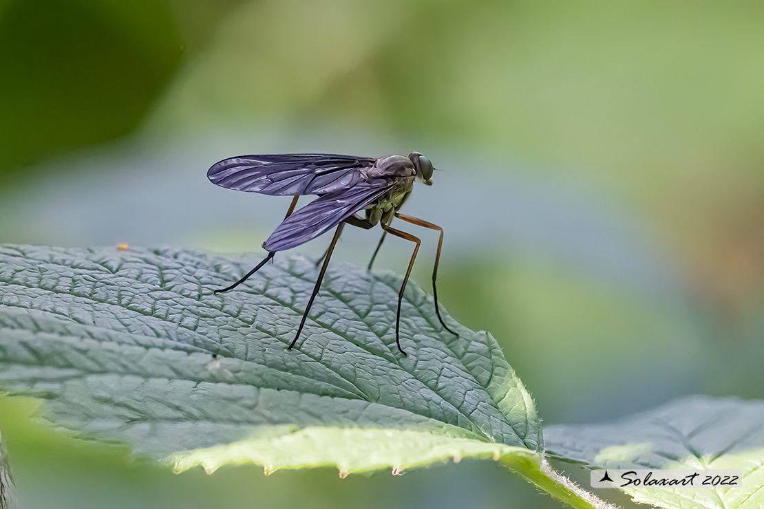 Rhagio rondanii M