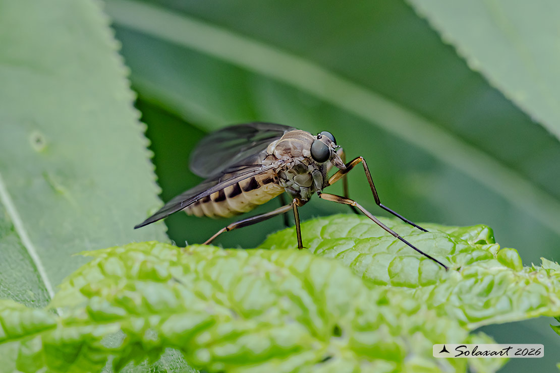 Rhagio scolopaceus F