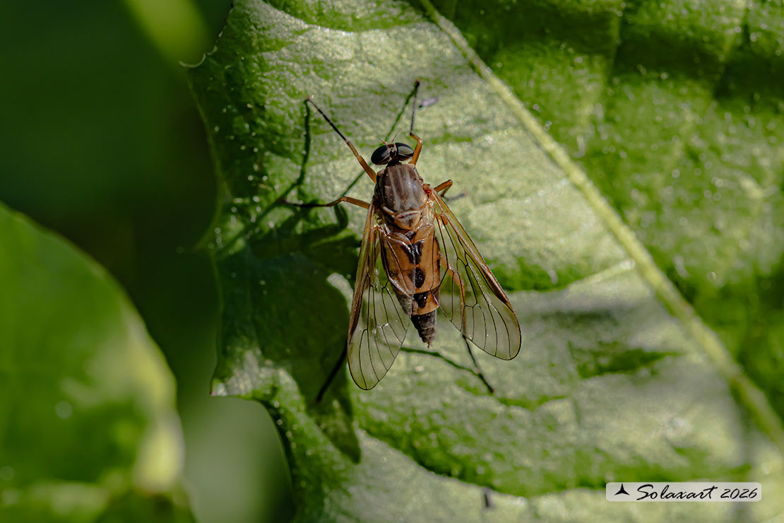 Rhagio tringarius F