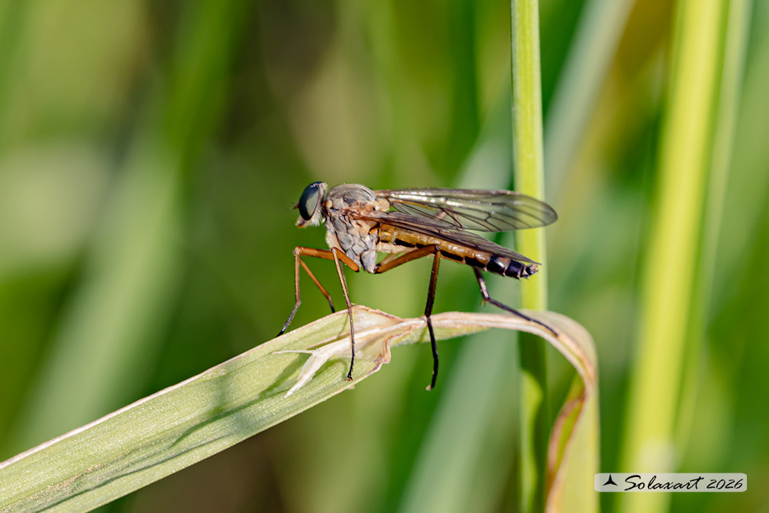 Rhagio tringarius F