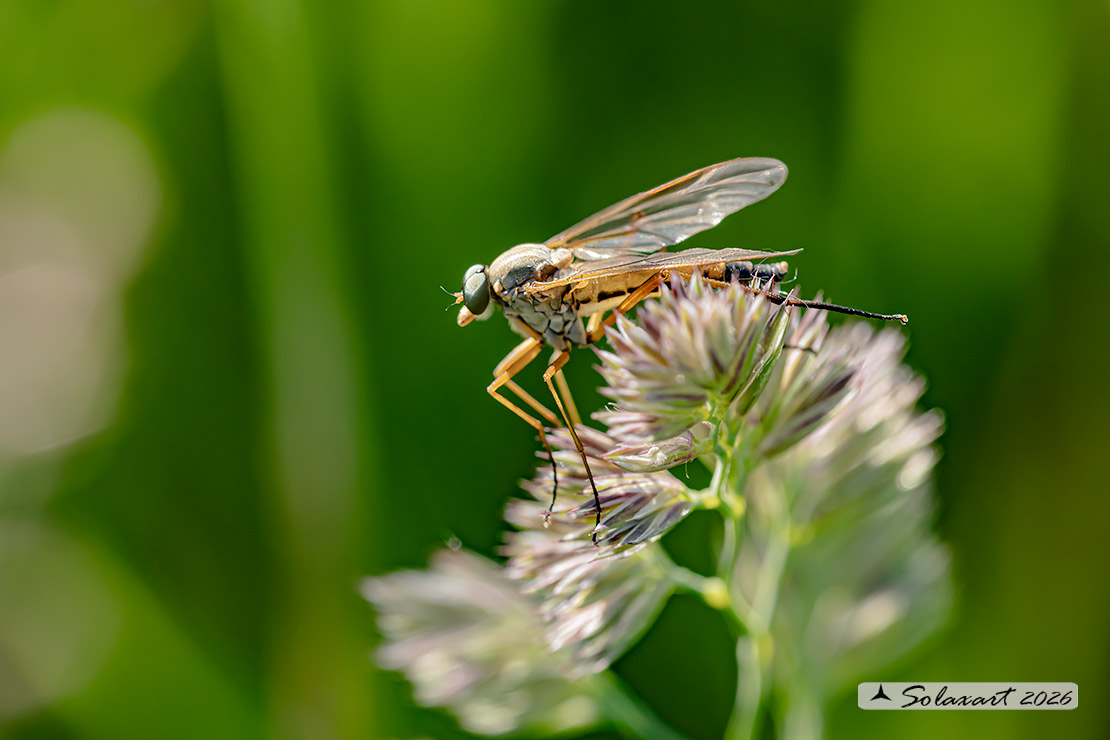 Rhagio tringarius F