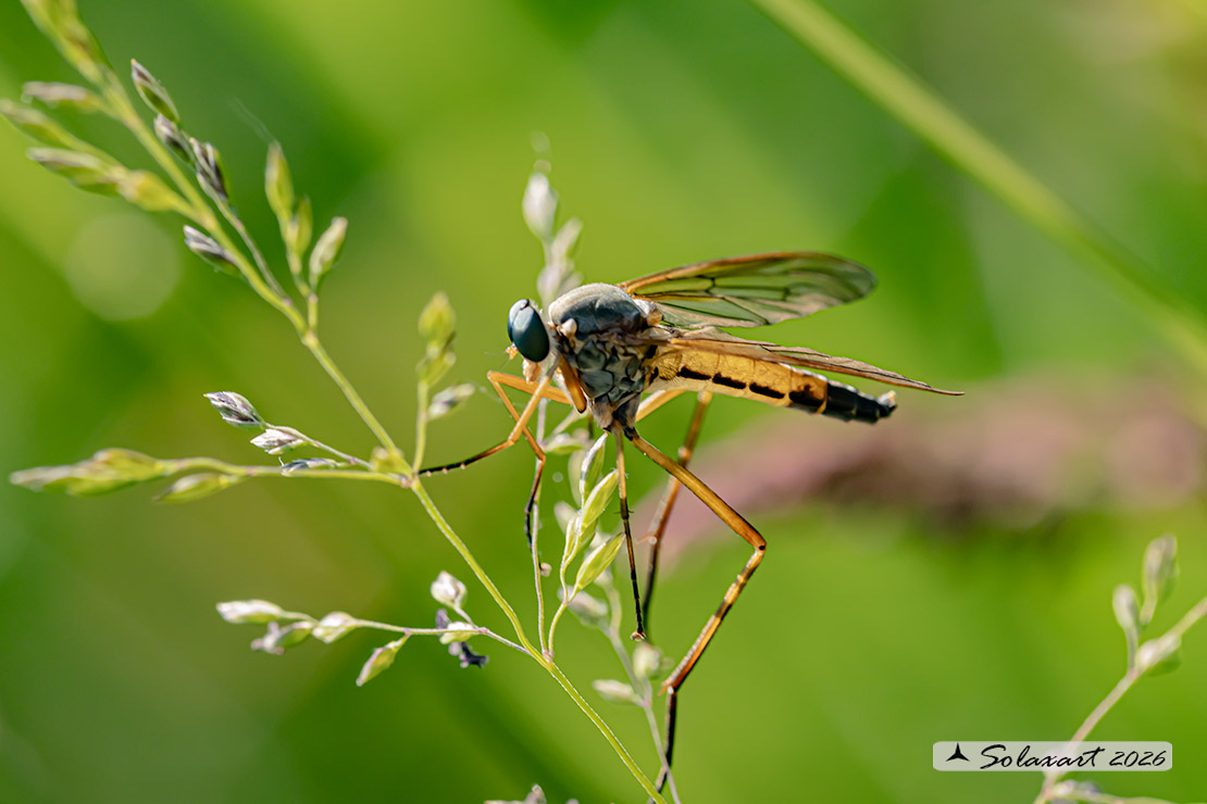 Rhagio tringarius F