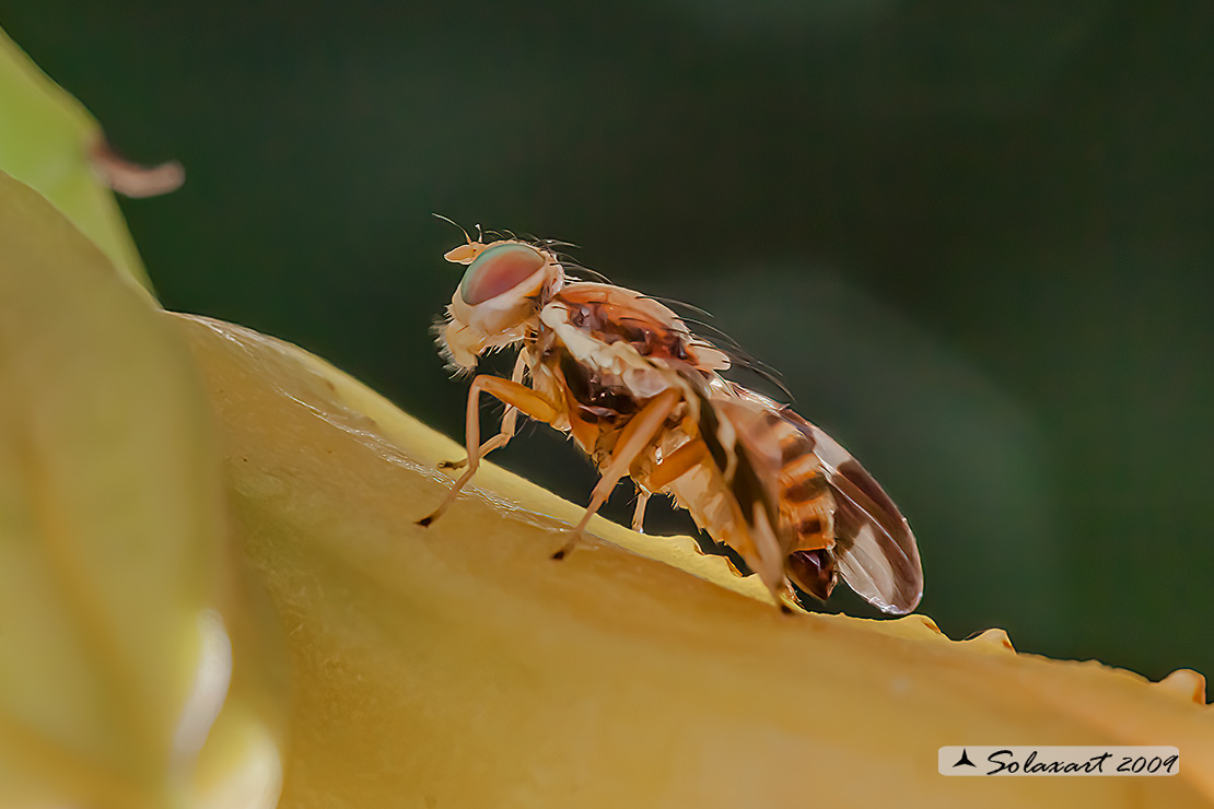 Rhagoletis completa  - Mosca delle noci - Walnut husk fly