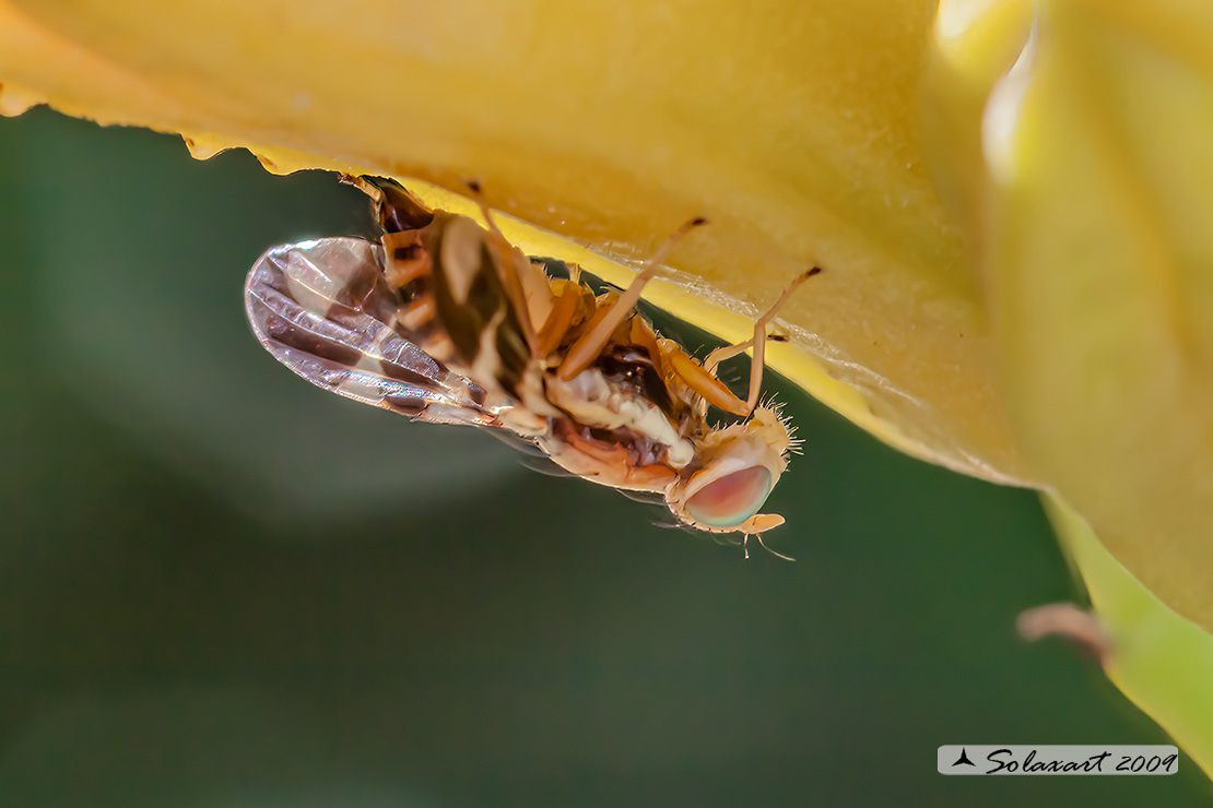 Rhagoletis completa  - Mosca delle noci - Walnut husk fly