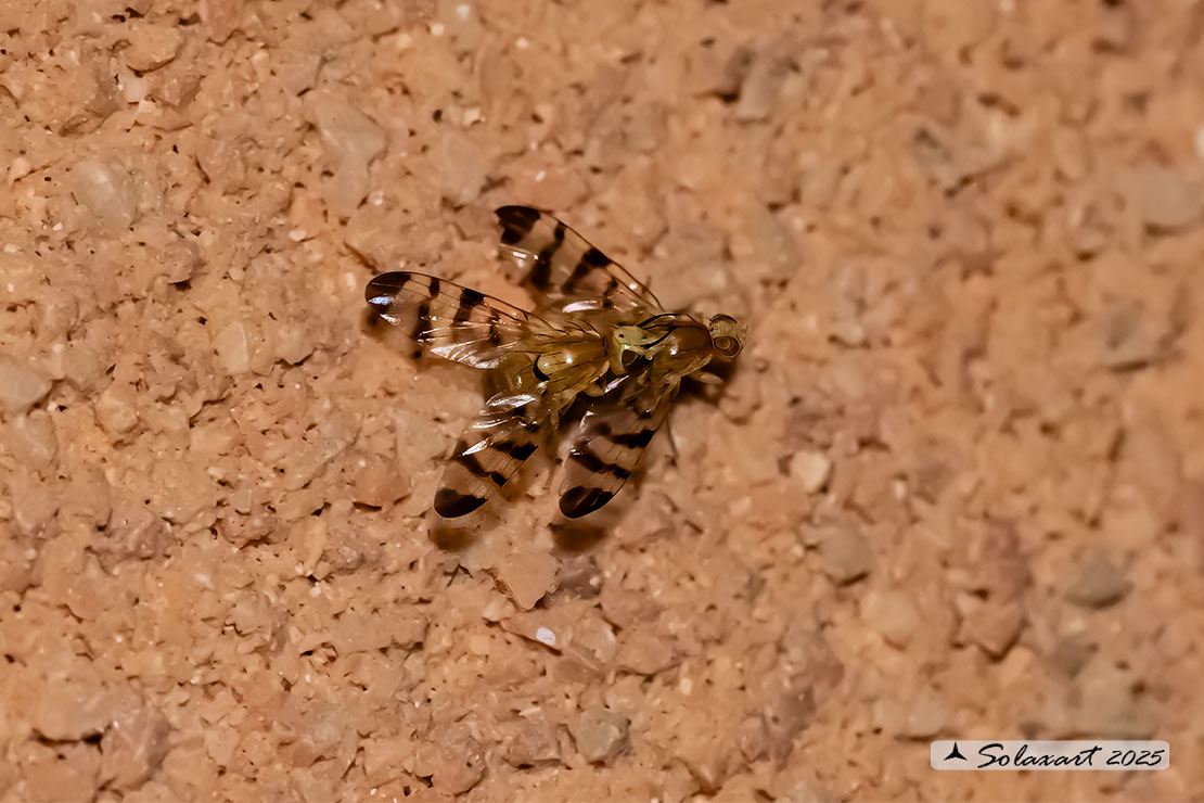 Rhagoletis meigenii  - Mosca  del crespino - Barberry fly