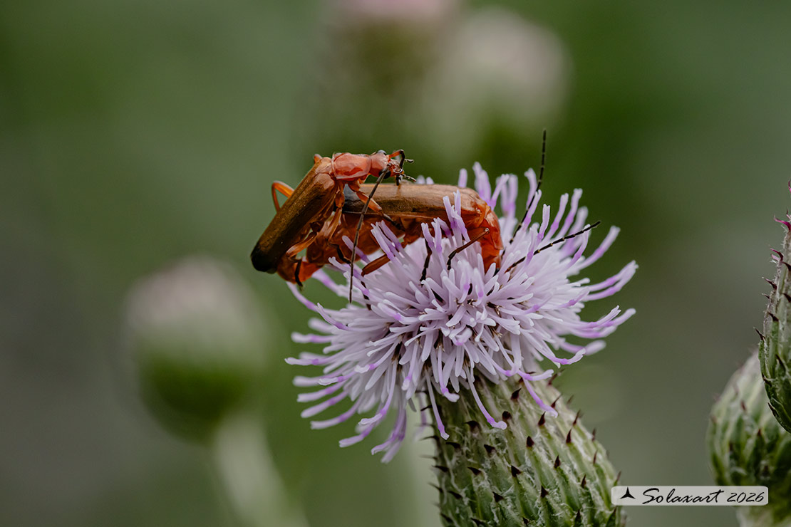 Rhagonycha fulva - Cantharidae
