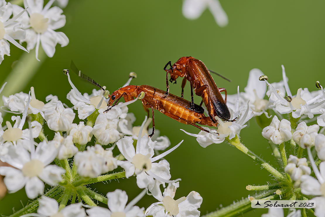 Rhagonycha fulva - Cantharidae