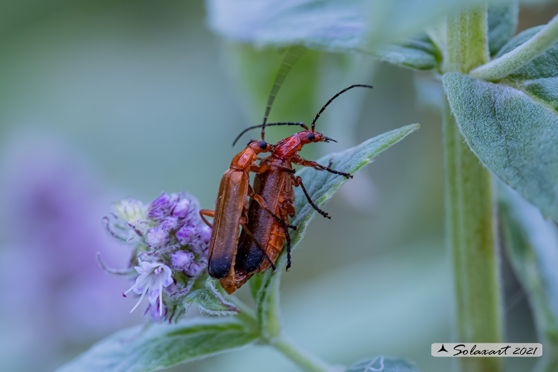 Rhagonycha fulva - Cantharidae