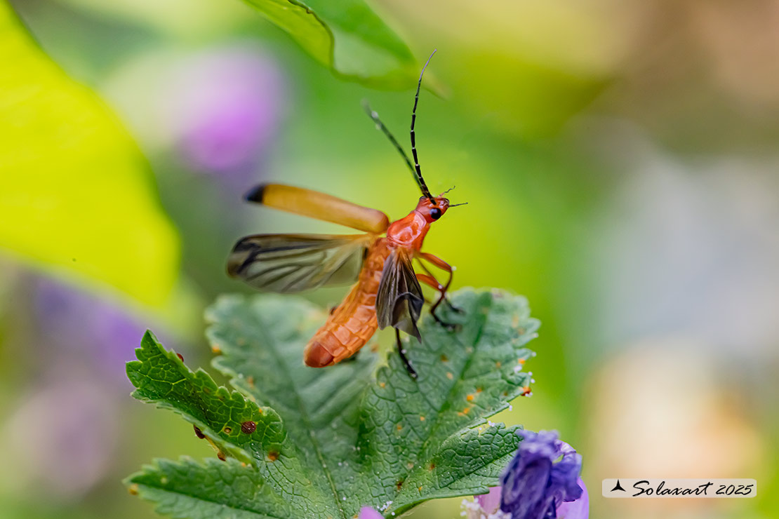 Rhagonycha fulva - Cantharidae