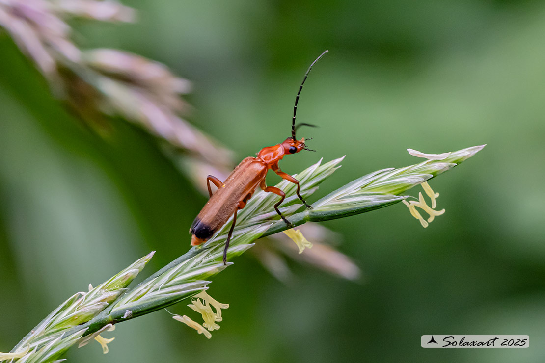 Rhagonycha fulva - Cantharidae