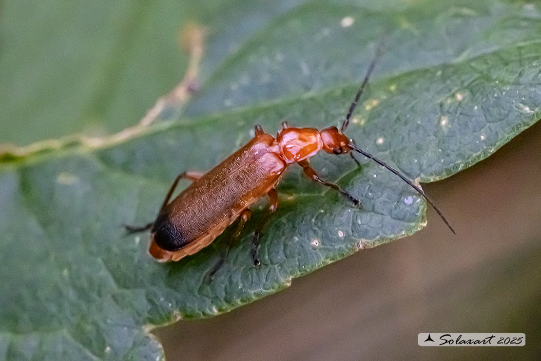 Rhagonycha fulva - Cantharidae