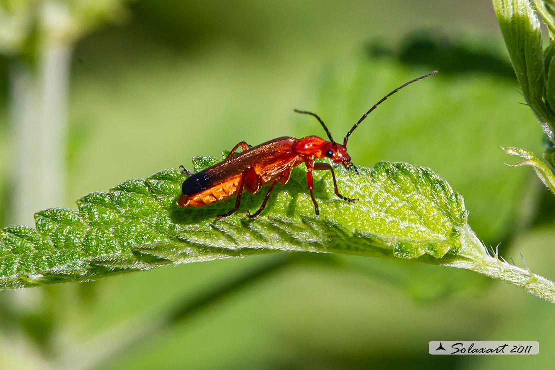 Rhagonycha fulva - Cantharidae