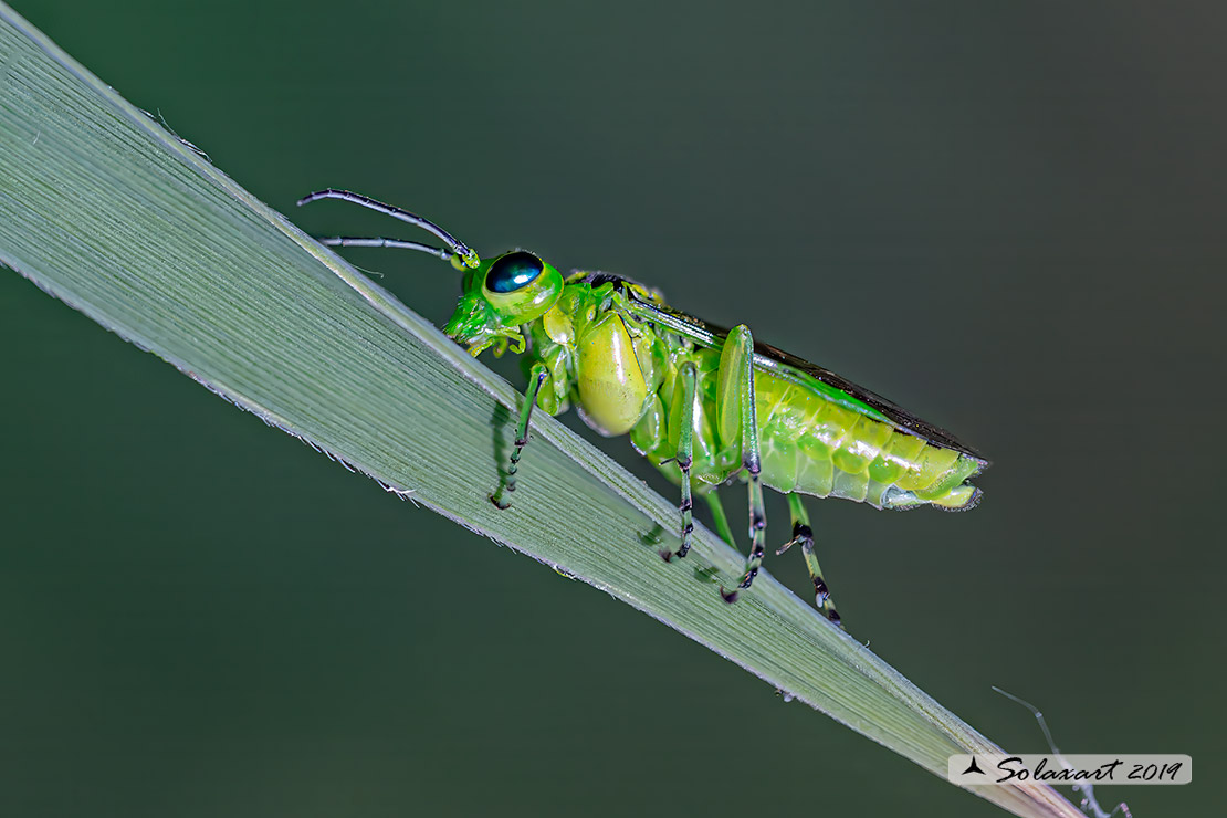 Rhogogaster viridis; Imenottero verde; Common sawfly