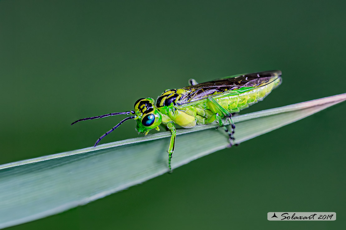 Rhogogaster viridis; Imenottero verde; Common sawfly