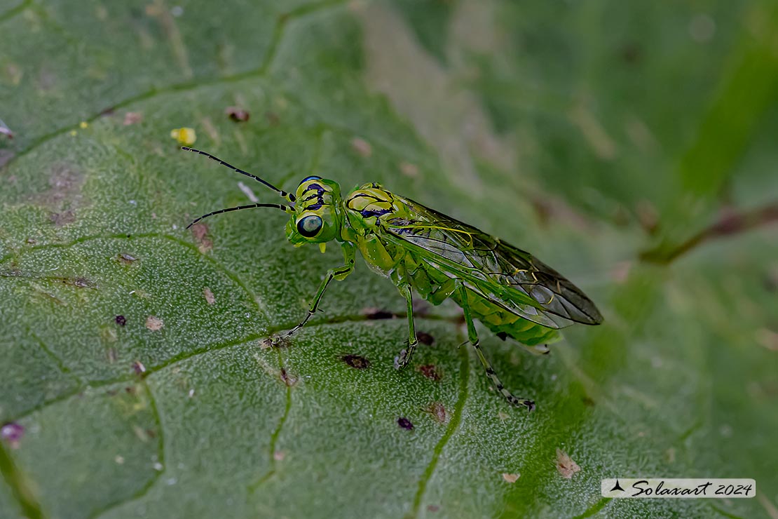 Rhogogaster viridis; Imenottero verde; Common sawfly