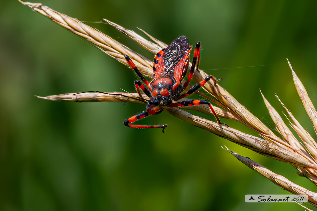 Rhynocoris iracundus