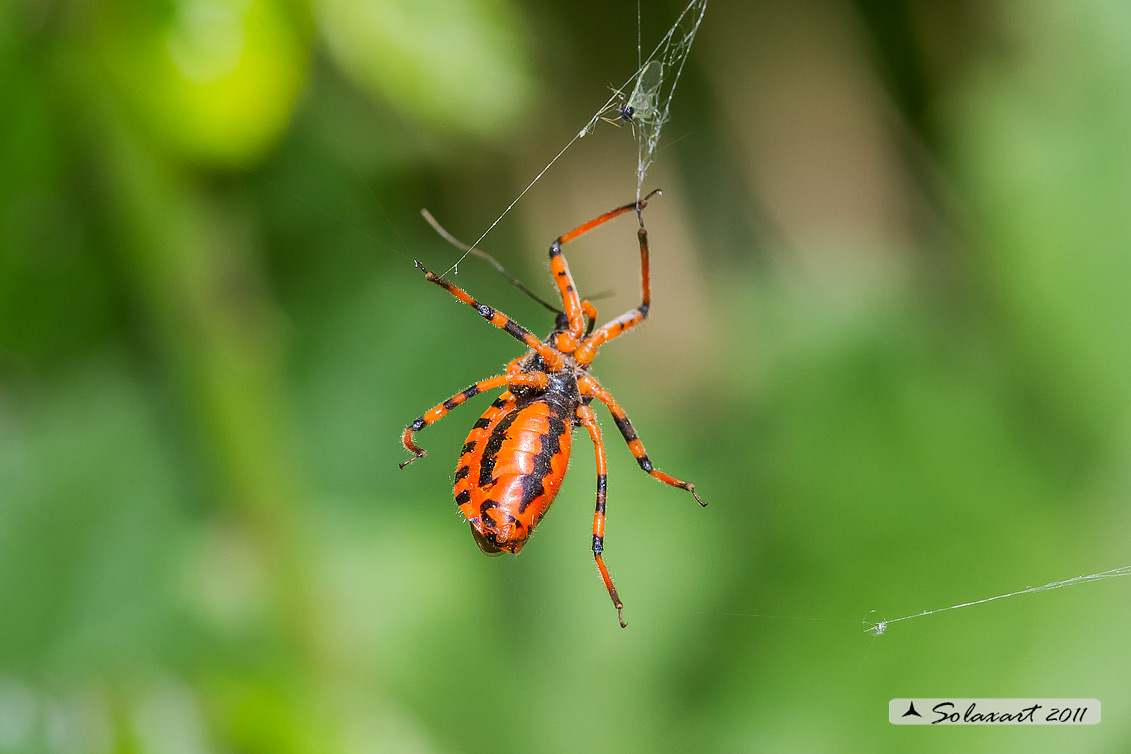 Rhynocoris iracundus