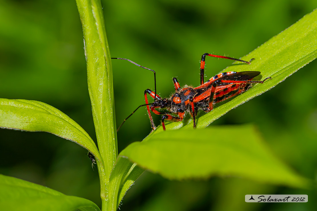 Rhynocoris iracundus