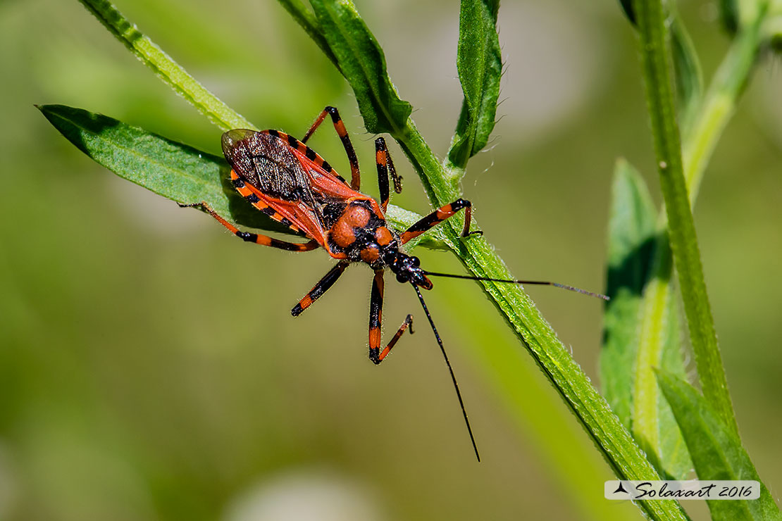 Rhynocoris iracundus