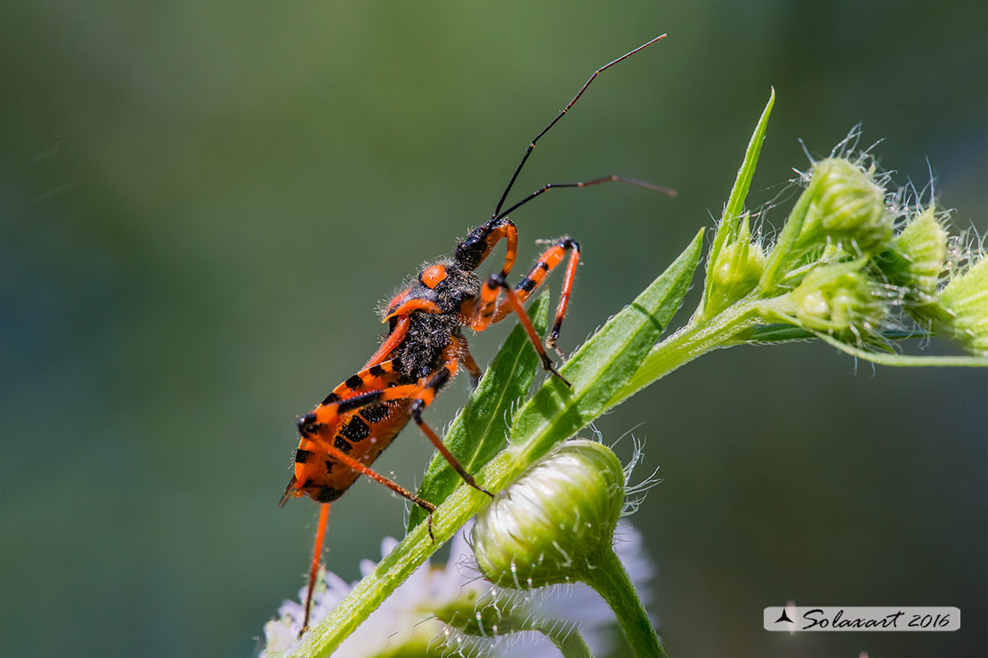 Rhynocoris iracundus