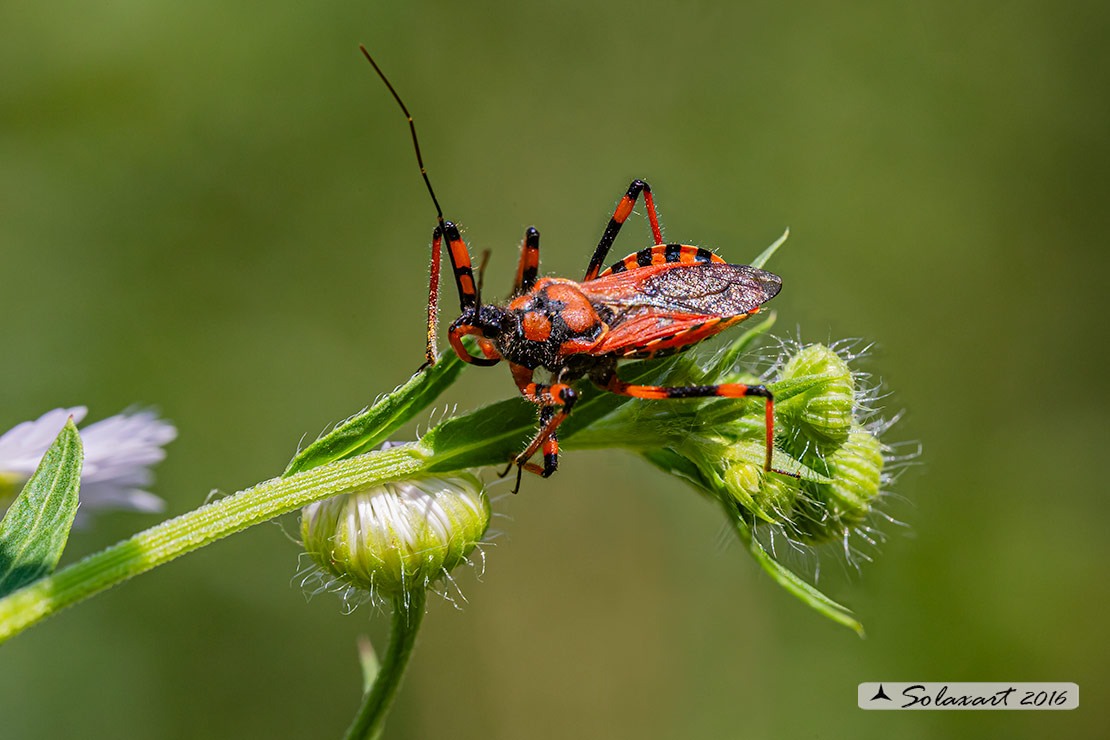 Rhynocoris iracundus