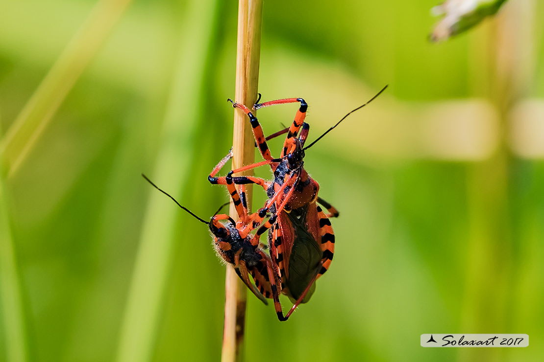 Rhynocoris rubricus