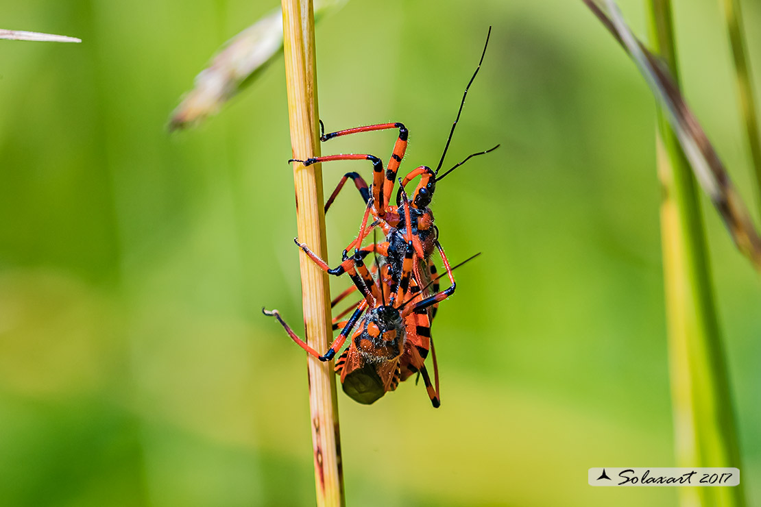 Rhynocoris rubricus