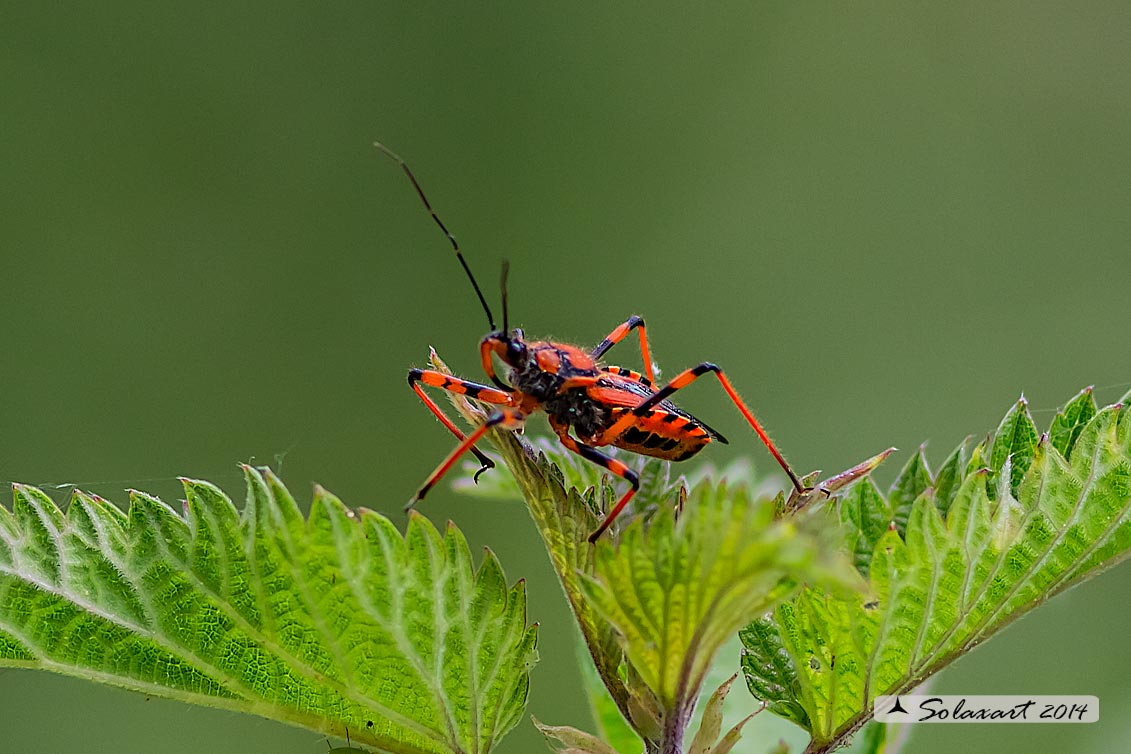 Rhynocoris rubricus