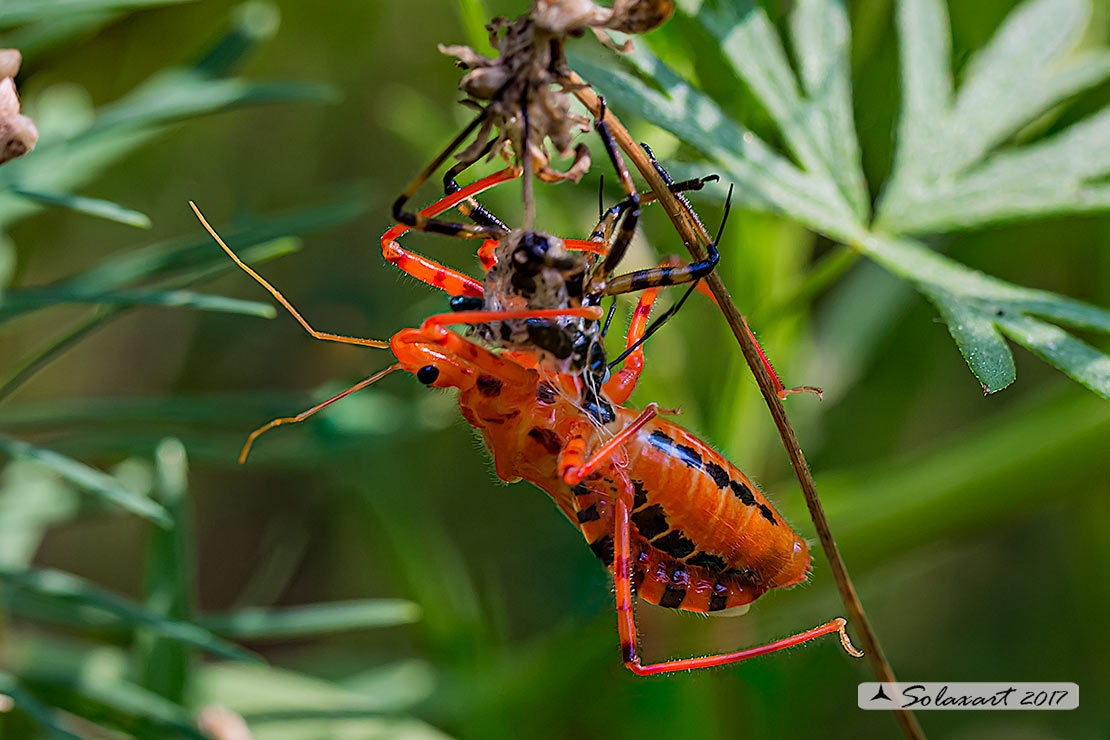 Rhynocoris rubricus