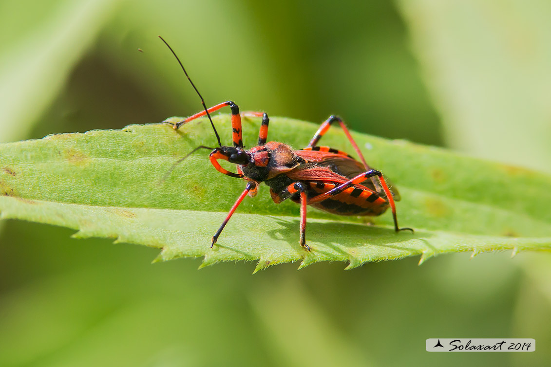Rhynocoris rubricus