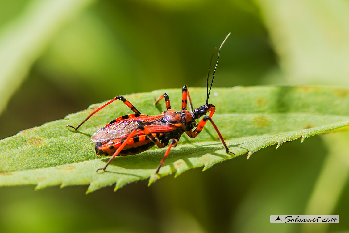 Rhynocoris rubricus