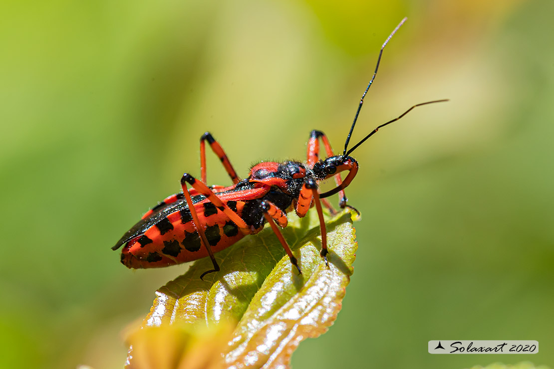 Rhynocoris iracundus