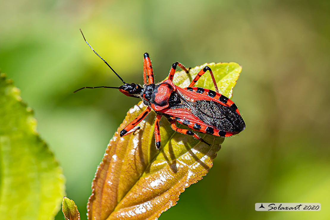 Rhynocoris iracundus