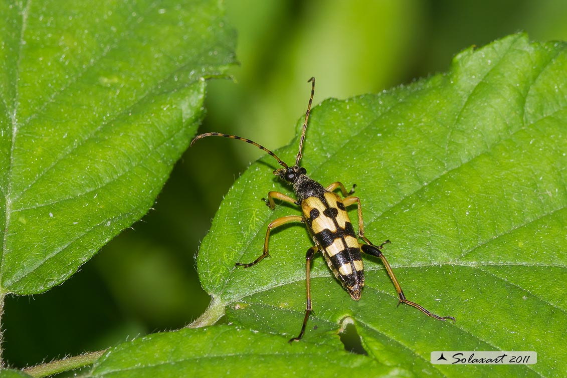 Rutpela maculata - Spotted Longhorn