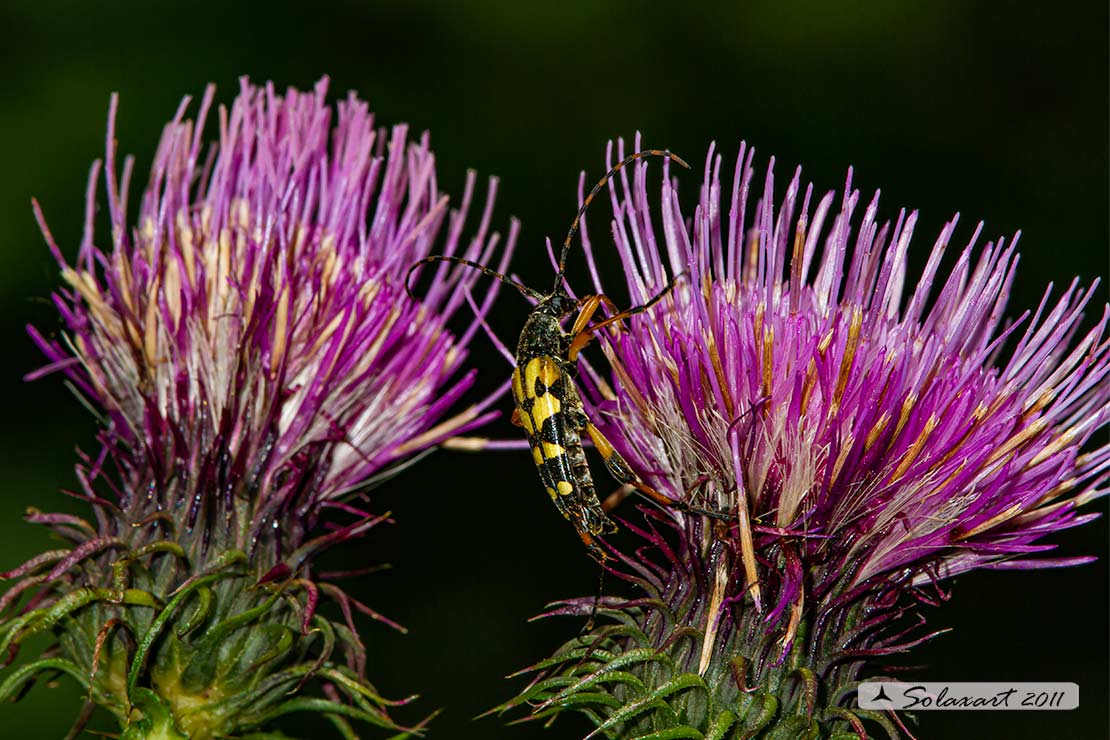 Rutpela maculata - Spotted Longhorn