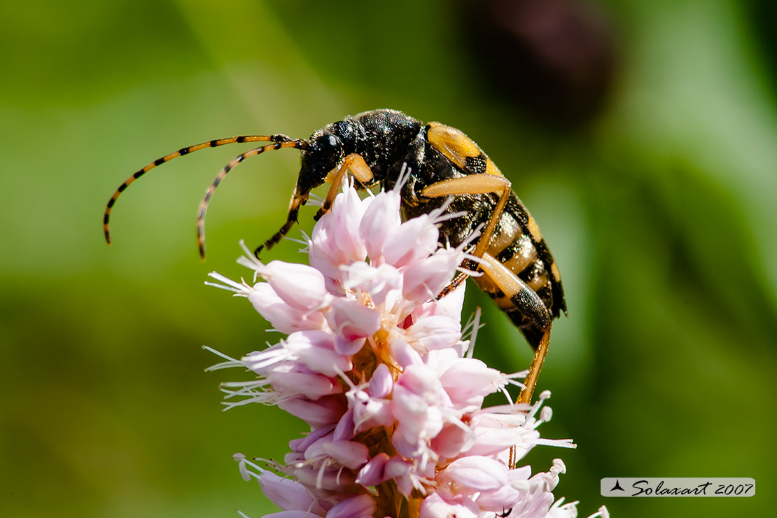Rutpela maculata (maschio) - Spotted Longhorn (male)