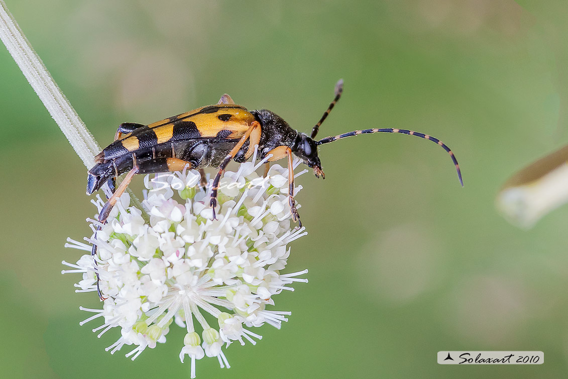 Rutpela maculata (maschio) - Spotted Longhorn (male)