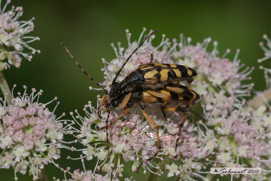 Rutpela maculata (copula) - Spotted Longhorn (copula)