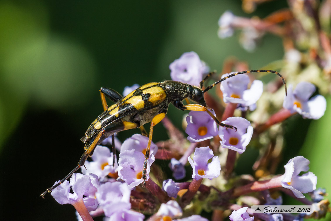 Rutpela maculata - Spotted Longhorn