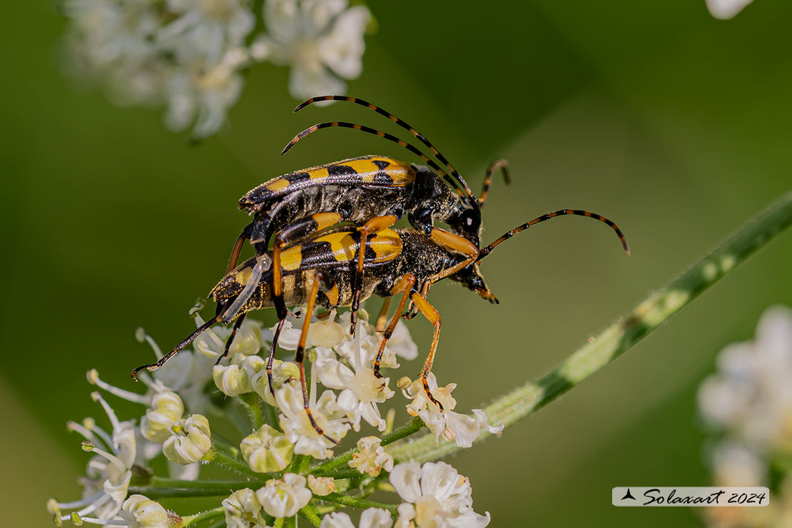 Rutpela maculata (copula) - Spotted Longhorn (copula)