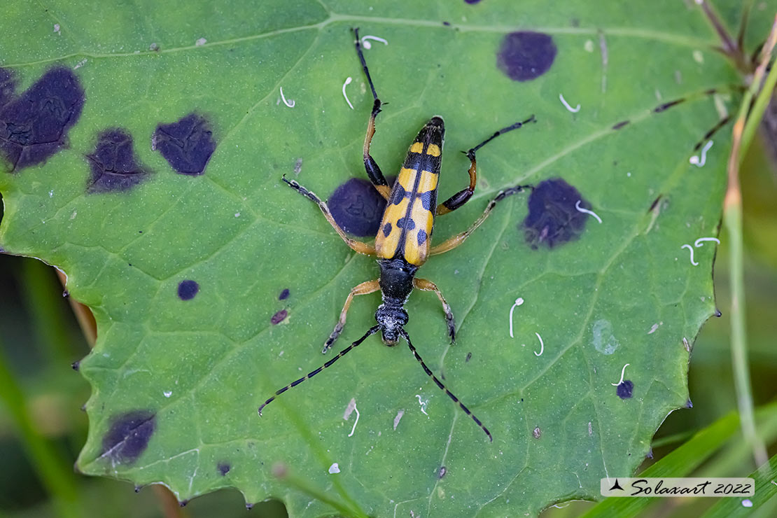 Rutpela maculata - Spotted Longhorn