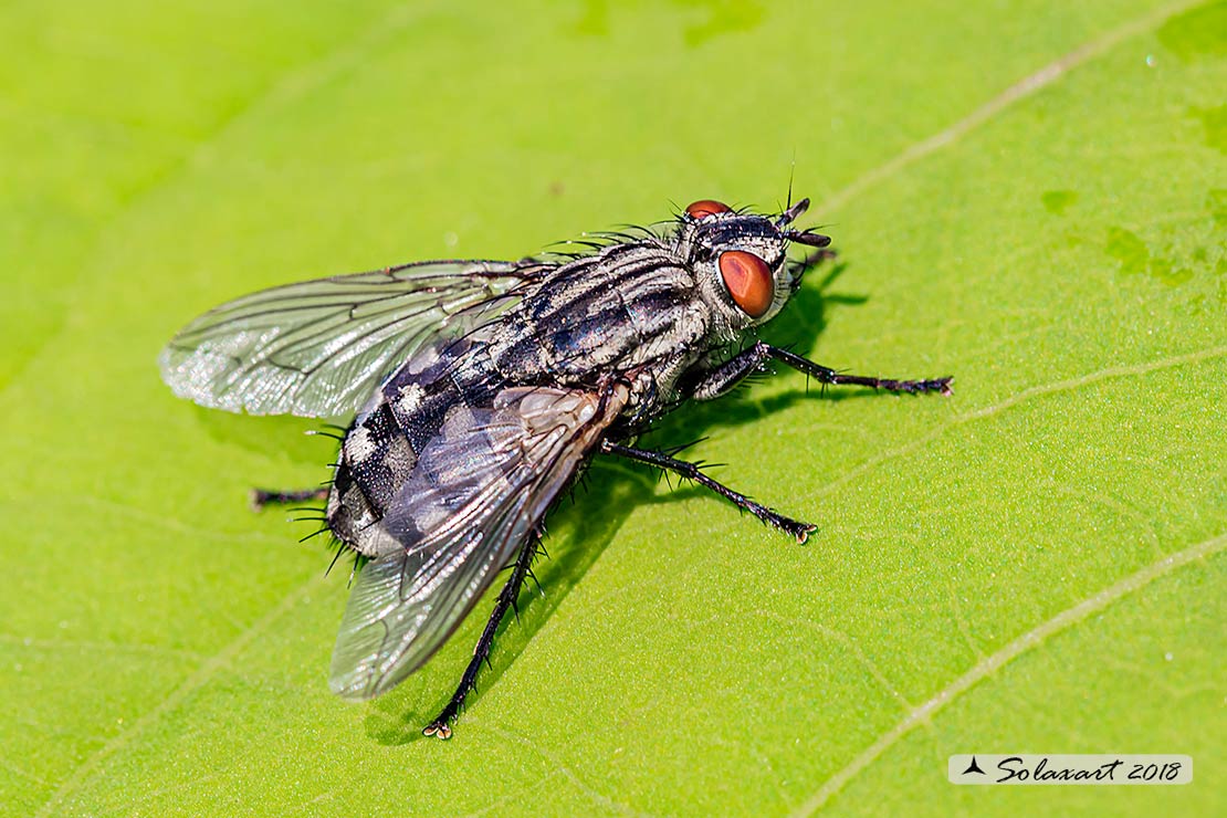 Sarcophaga carnaria