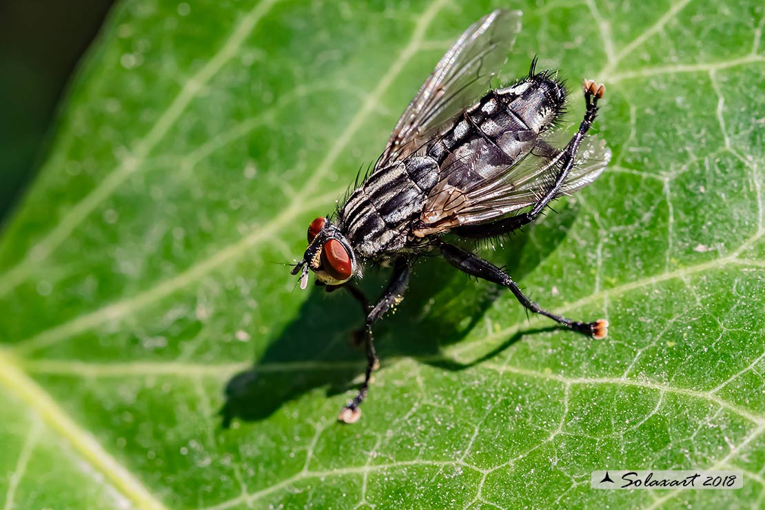 Sarcophaga carnaria