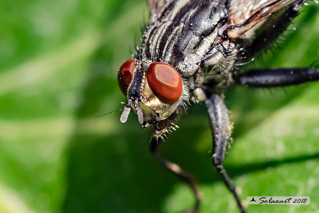 Sarcophaga carnaria