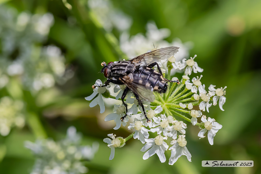 Sarcophaga carnaria