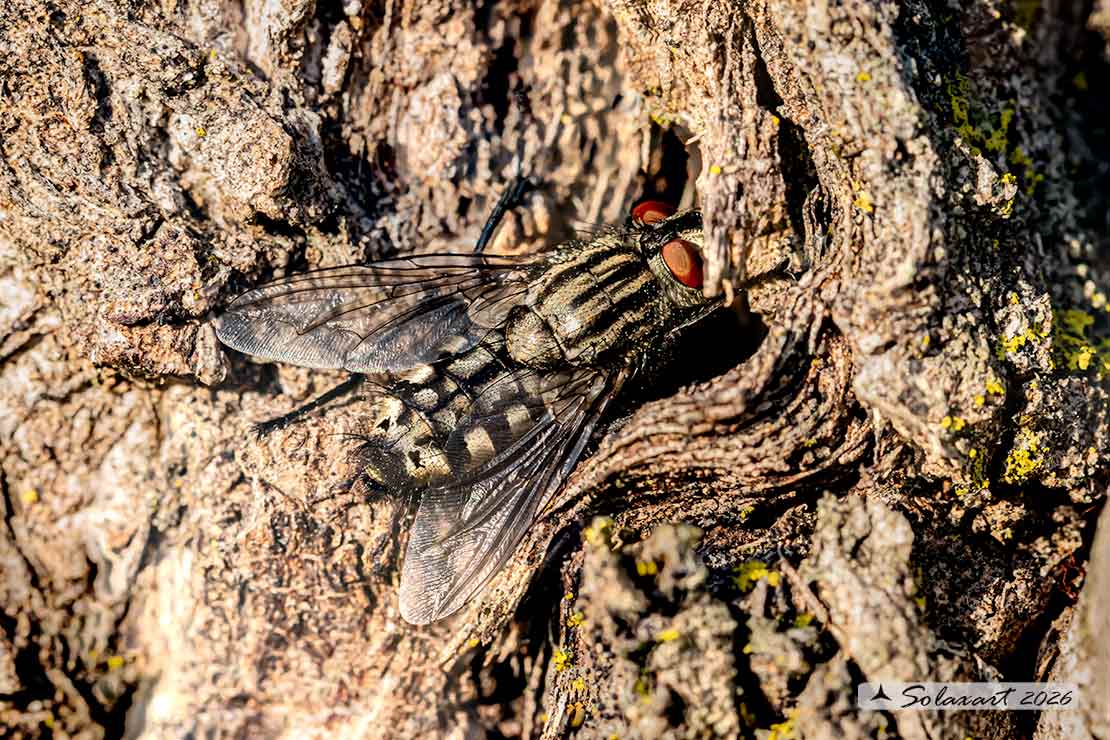Sarcophaga carnaria