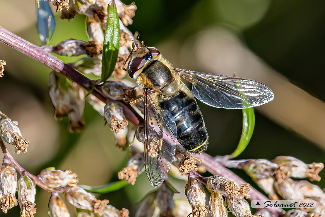 Scaeva dignota